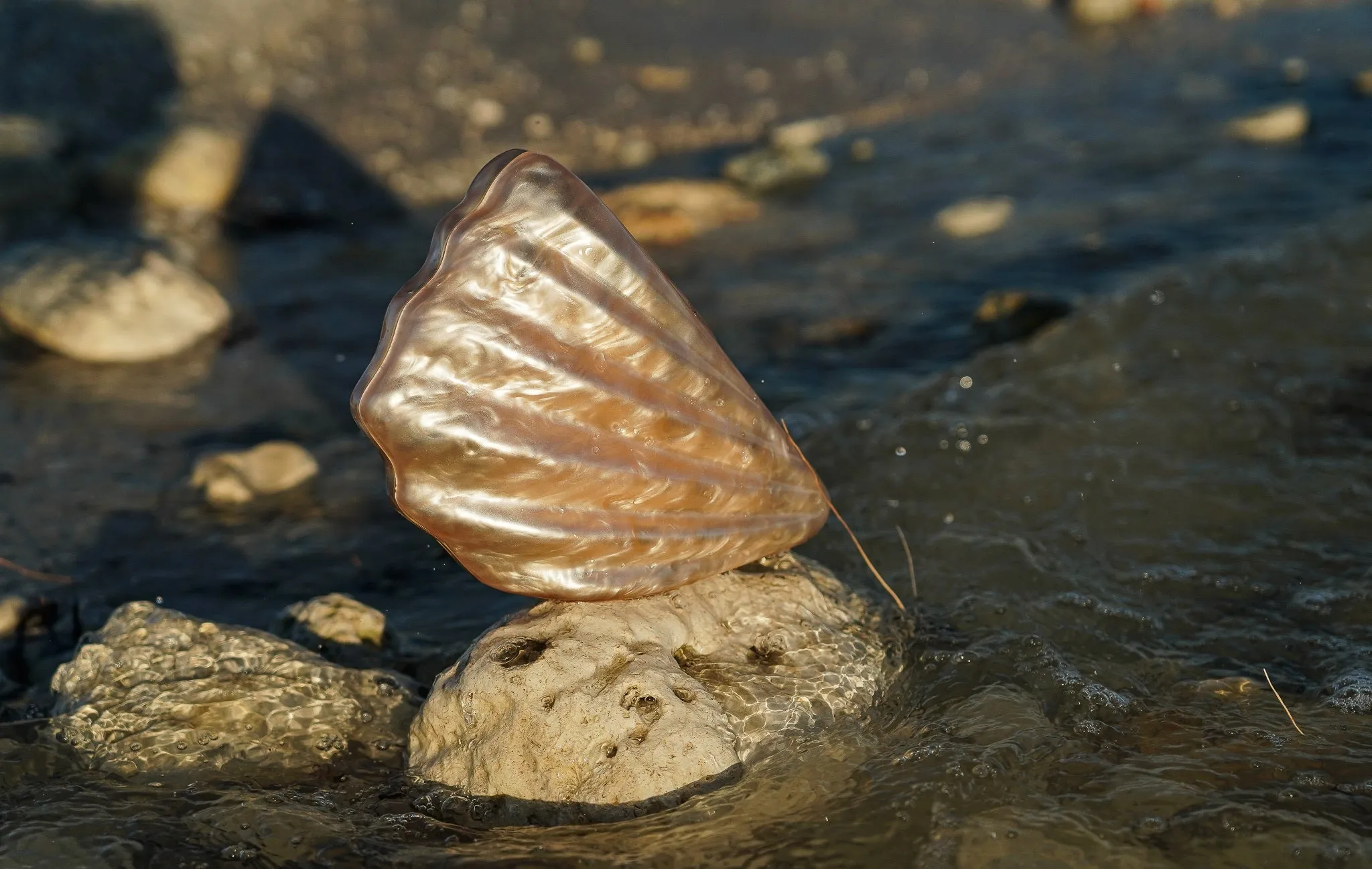 Acrylic Shell Clutch