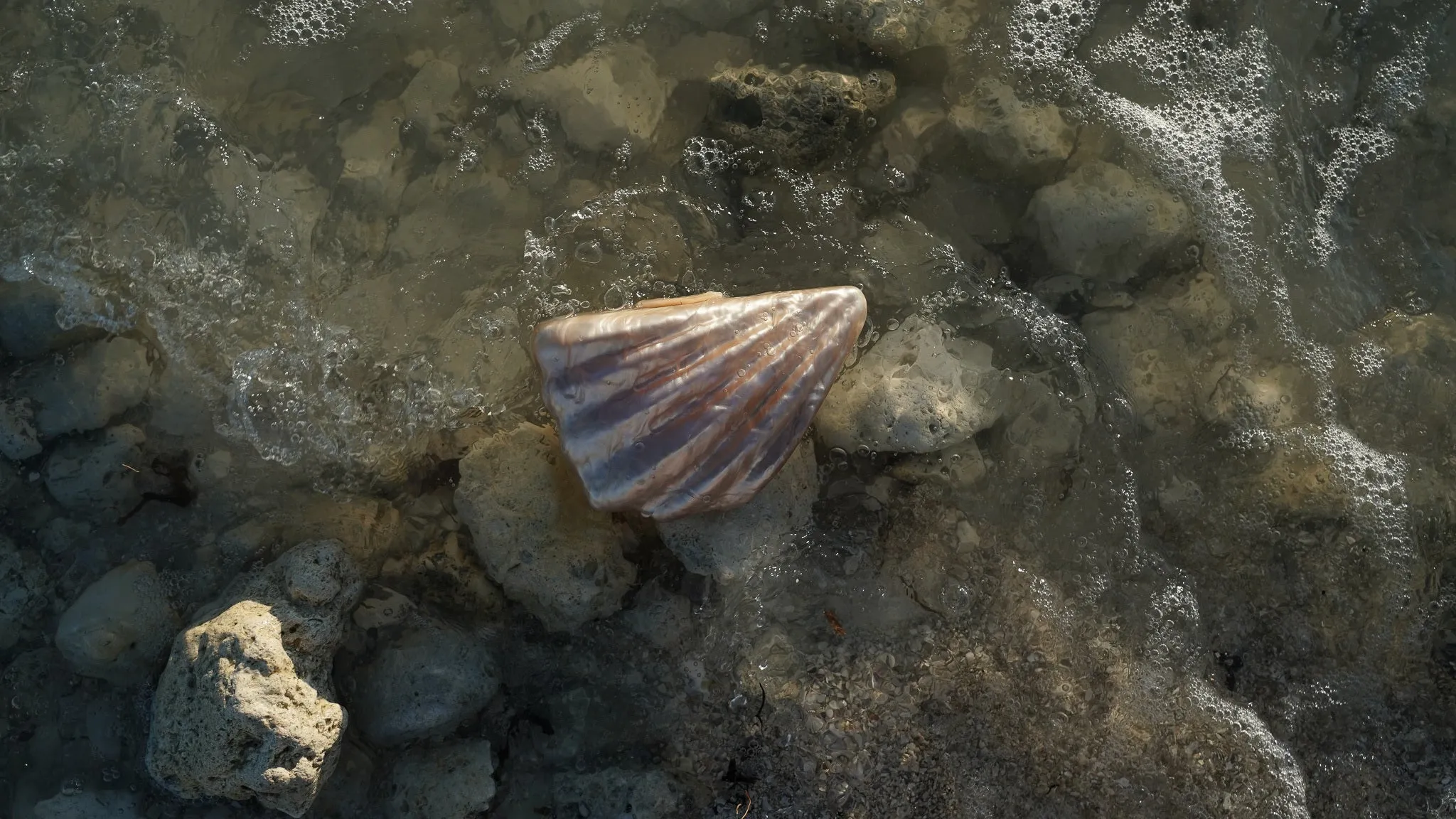 Acrylic Shell Clutch
